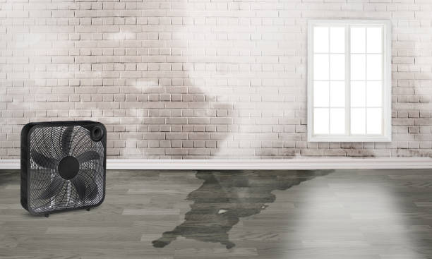 Best Mold removal after water damage  in Junction City, KS